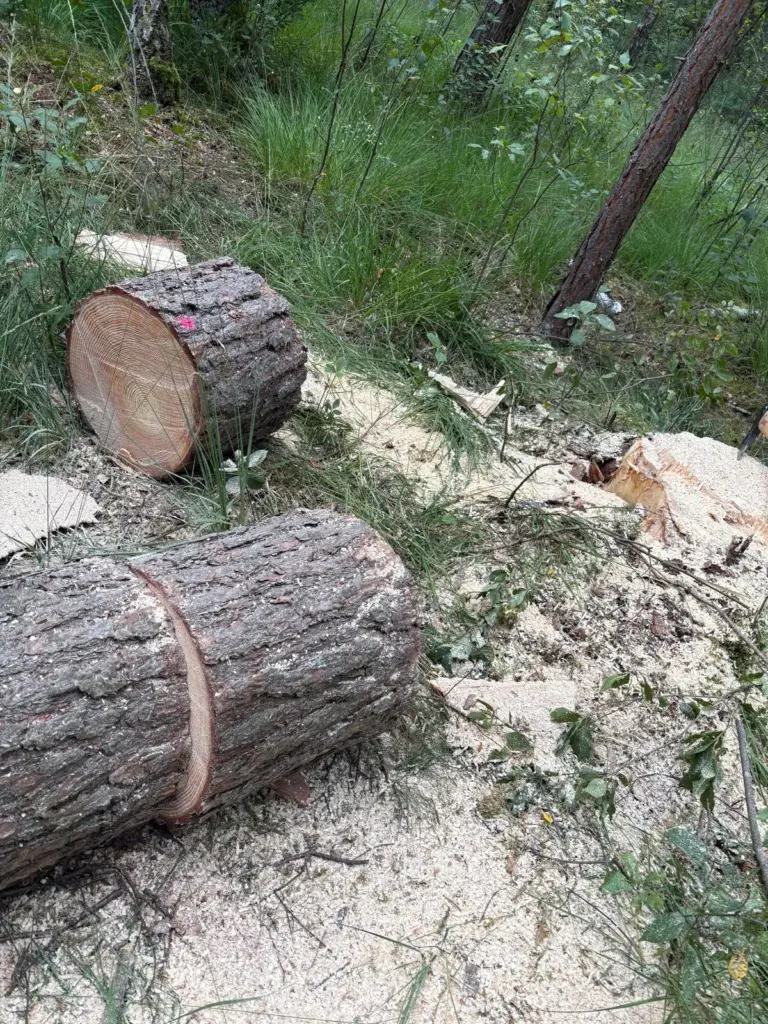 Abgesägte Stammstücke einer gefällten Kiefer mit Sägespänen auf dem Waldboden