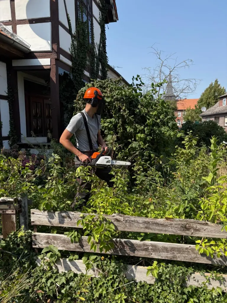 Heckenschnitt mit der Heckenschere im Garten vor einem Fachwerkhaus